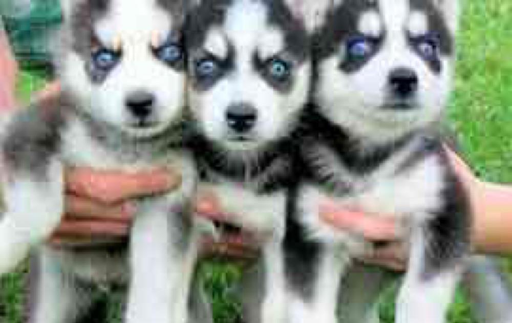 Husky Siberian rasa pura proveniti din linie genetica cu pedigree