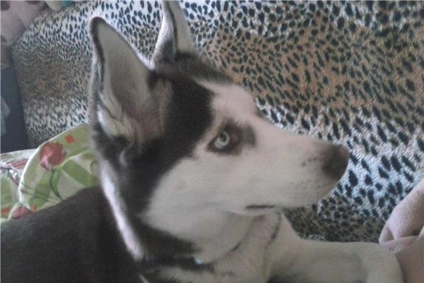 Husky Siberian Sedinte Foto LEGAL OnlyFans