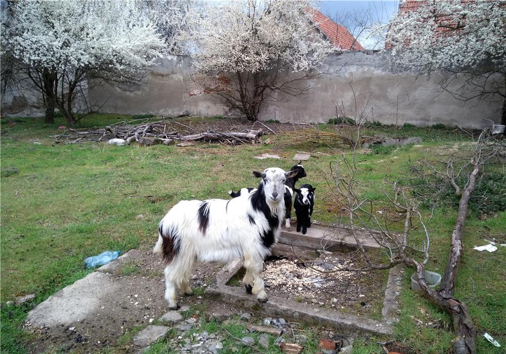 ieduti si caprite pentru companie