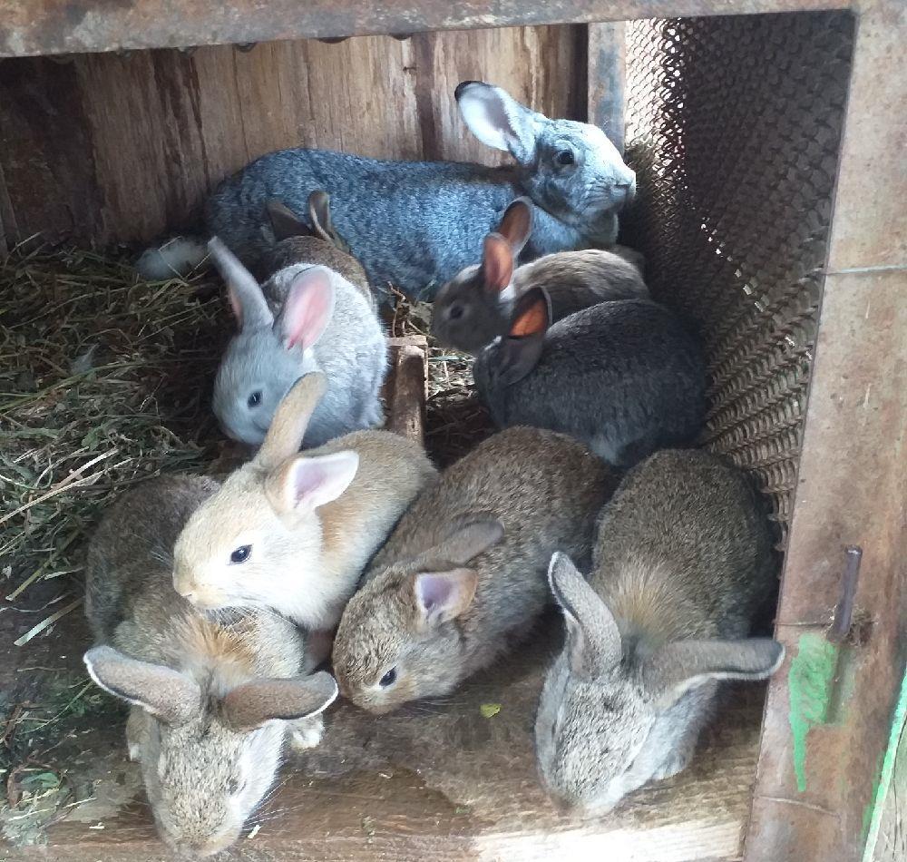 Iepura i de vînzare