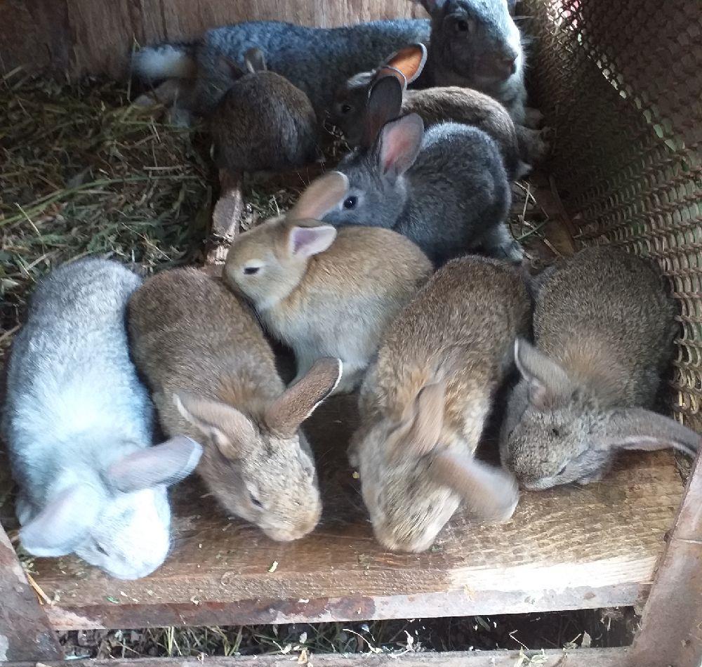 Iepura i de vînzare