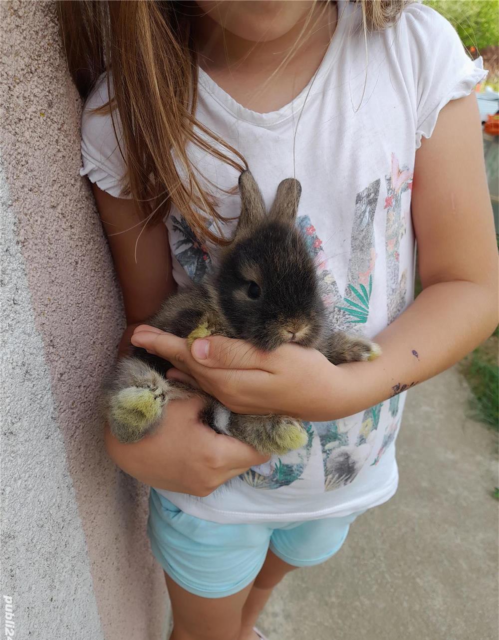Iepurasi de rasă