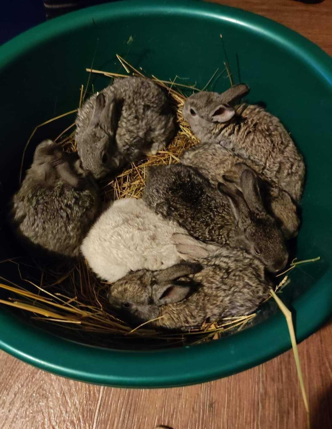 Iepurași mici dar care se fac mari