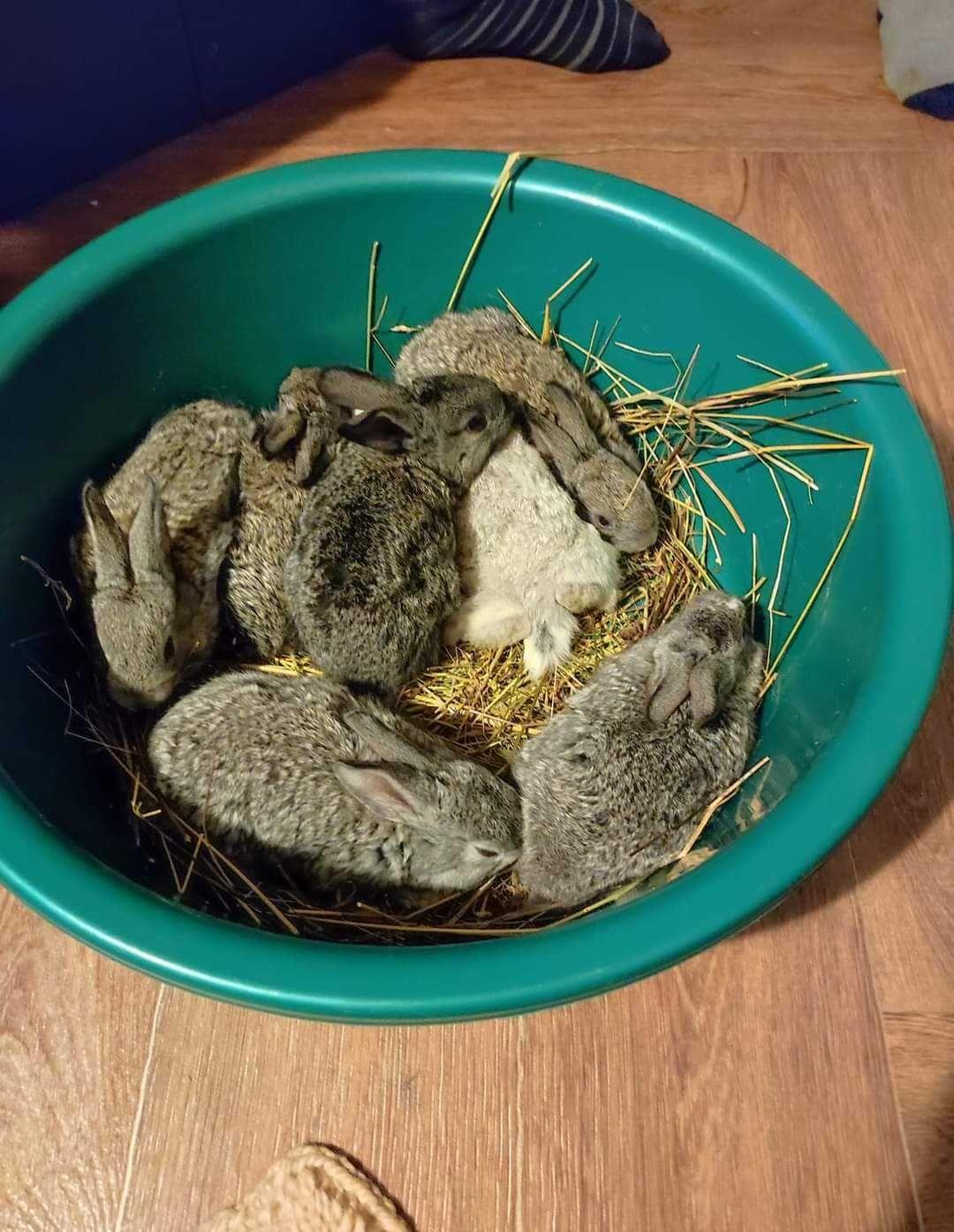 Iepurași mici dar care se fac mari
