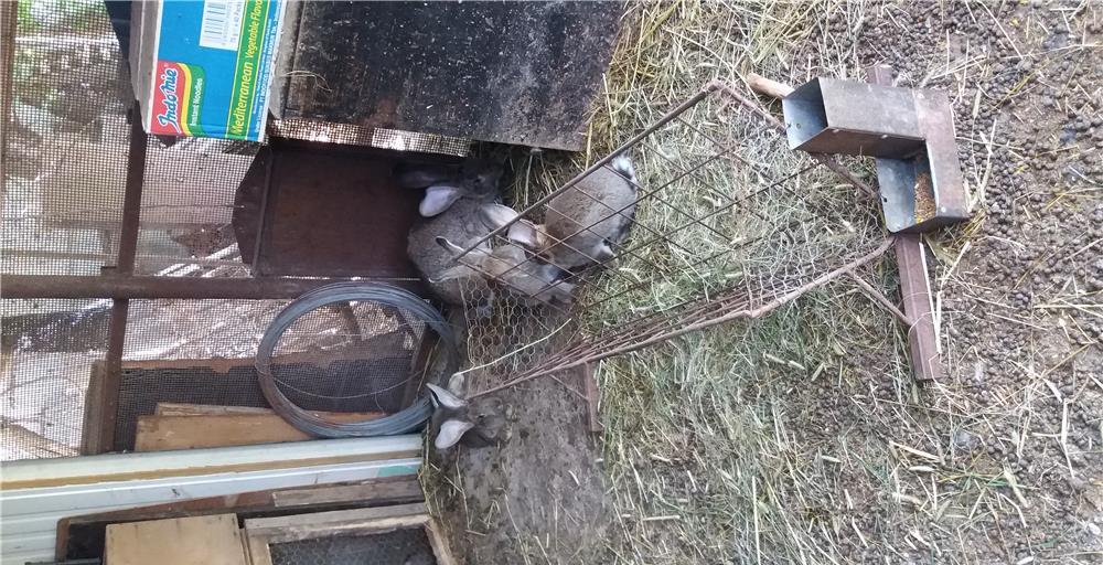 Iepuri uriasi belgieni