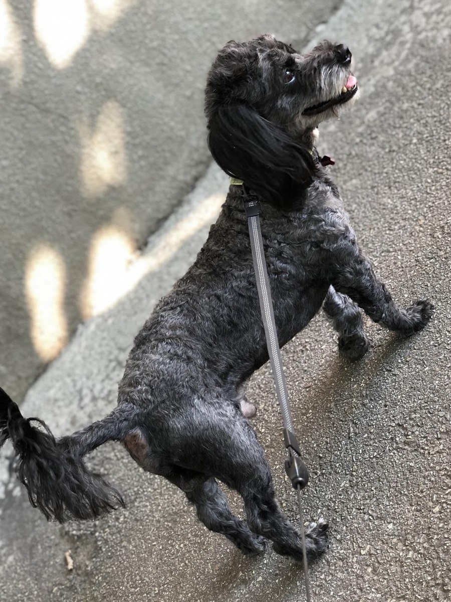 Împerechere Caniche/pudel pitic negru