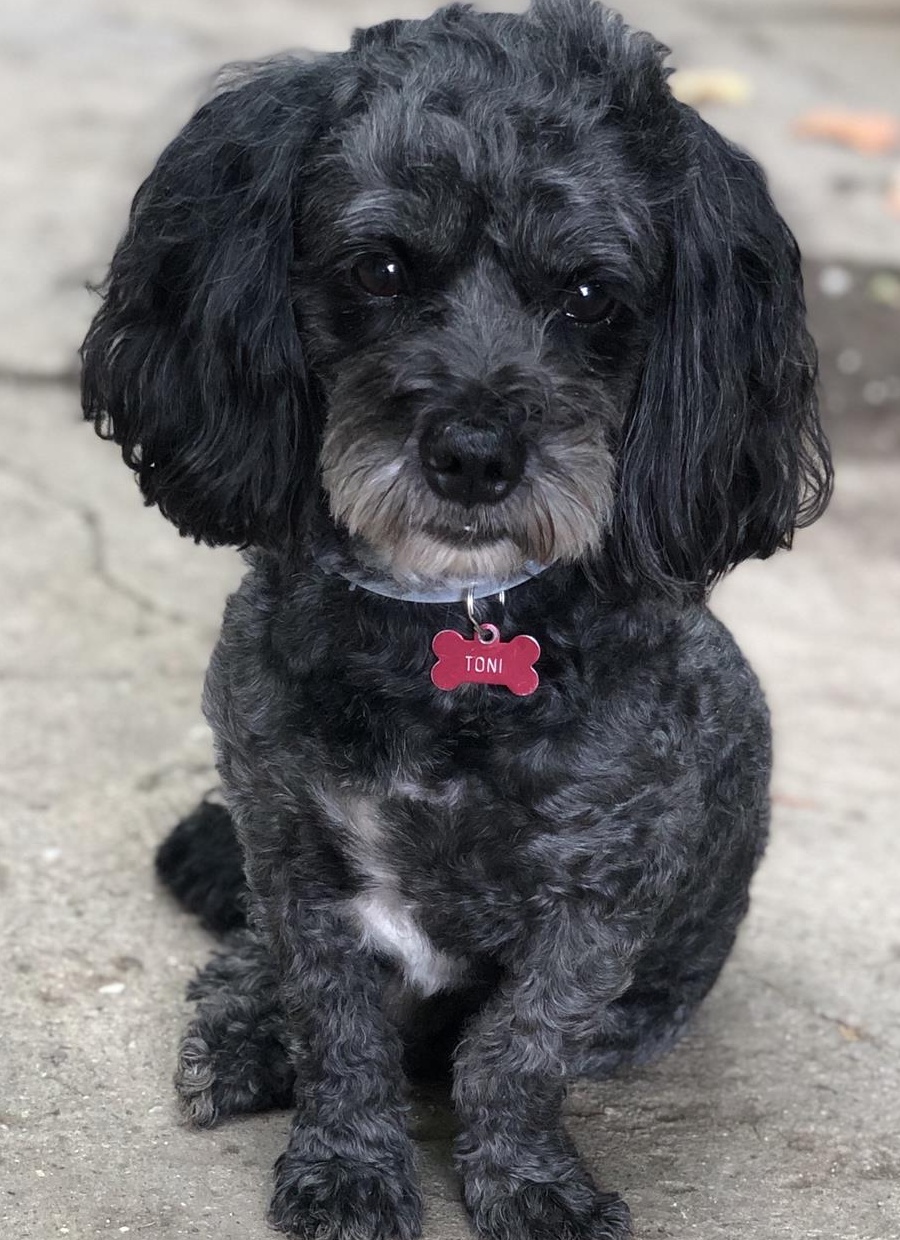 Împerechere Caniche/pudel pitic negru