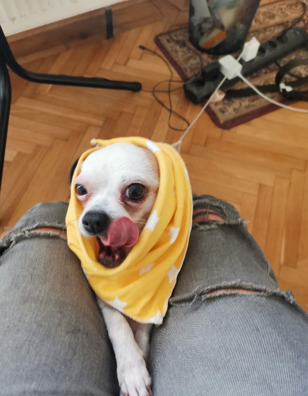 Împerechere Chiuhuahua