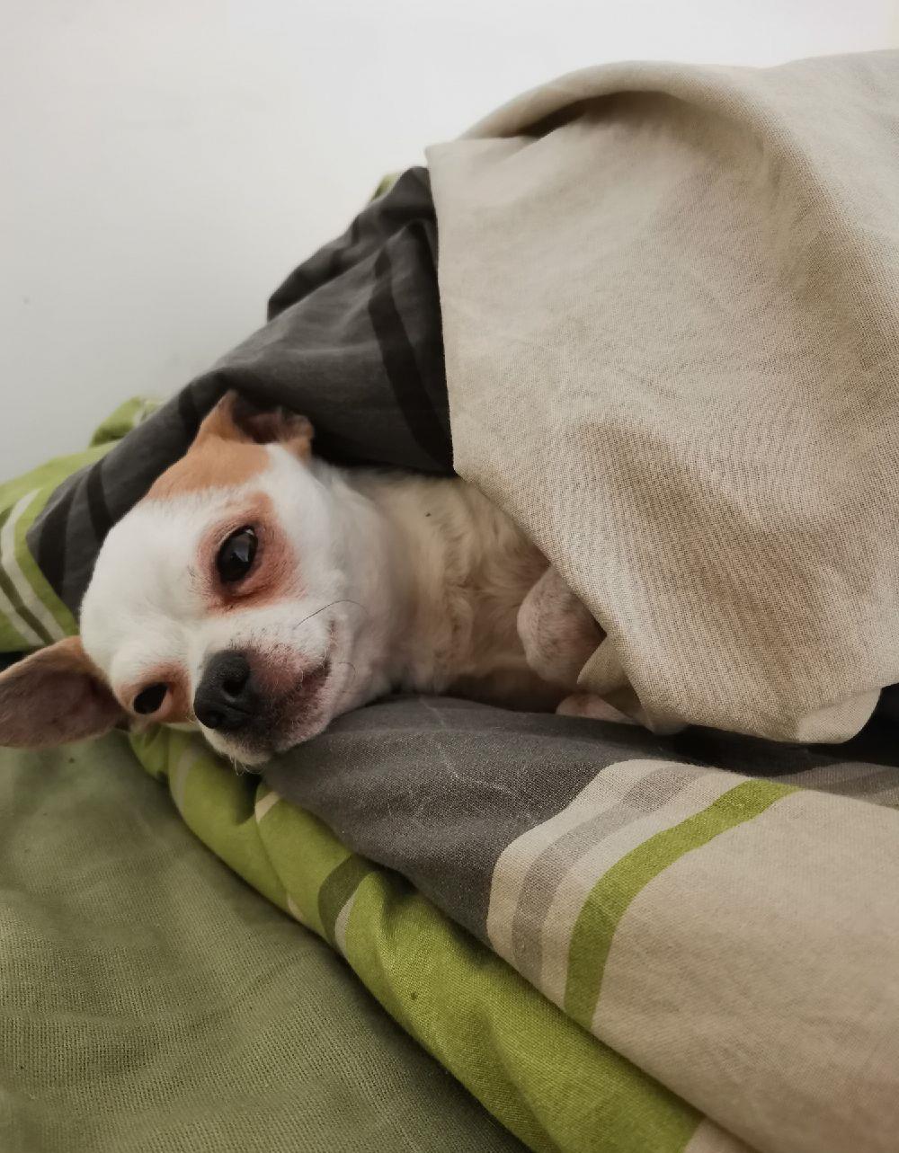 Împerechere Chiuhuahua