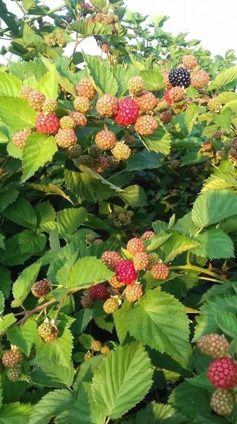Închiriez ferma mure soiul Thornfree