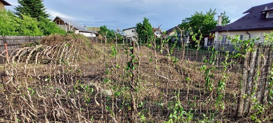 Închiriez teren intravilan Bănești Prahova
