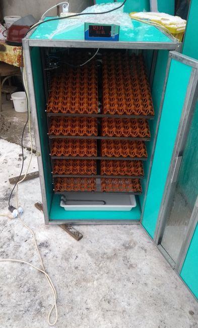 incubator 216 oua strut