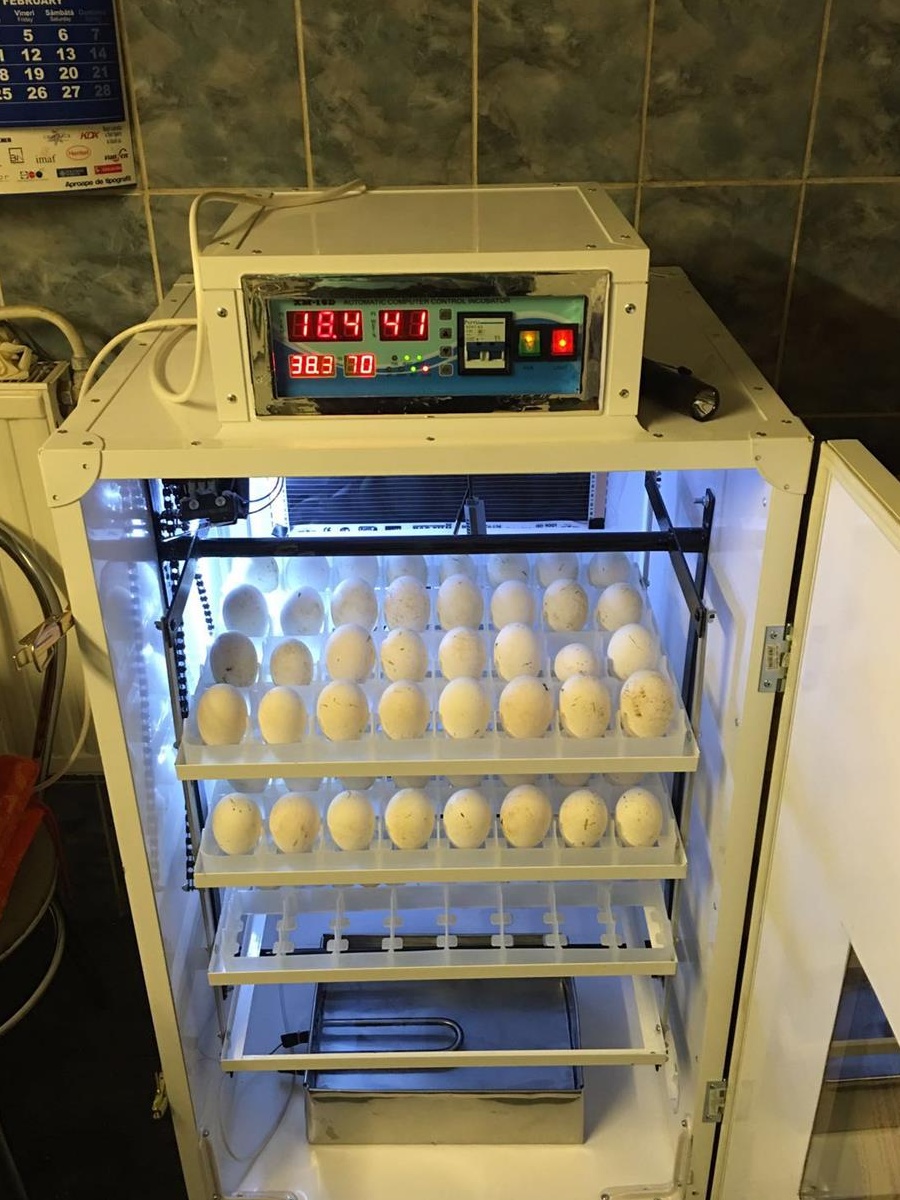 Incubator oua gasca automat