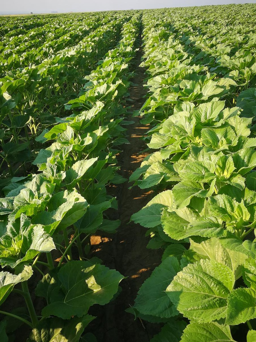 Inginer agronom preiau teren în arenda