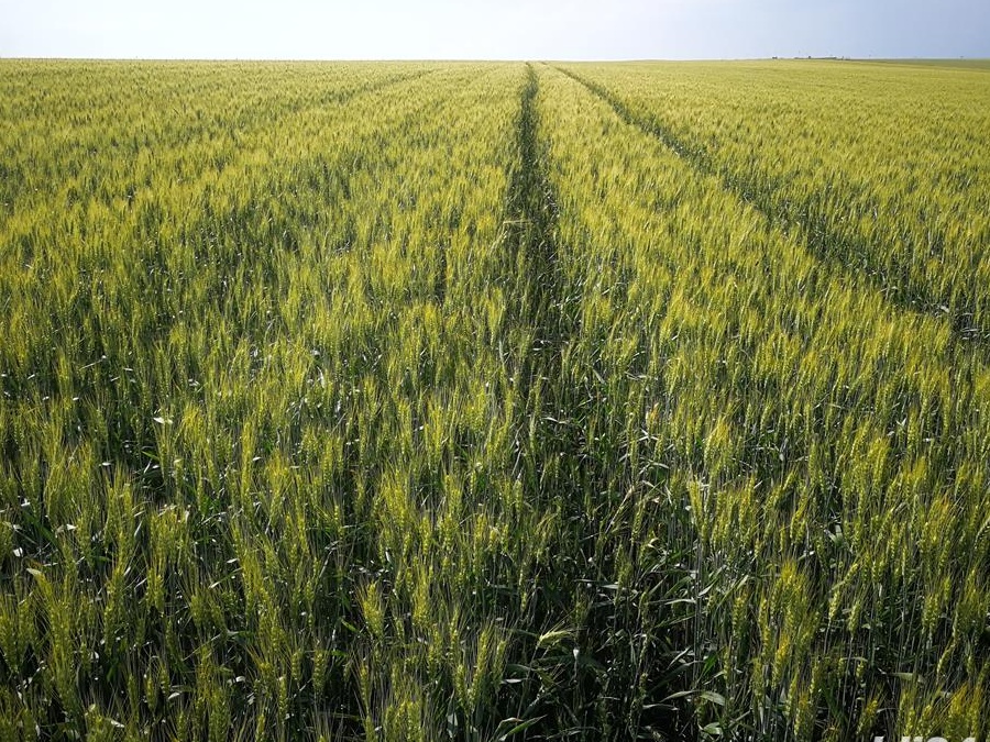 Inginer agronom preiau teren în arenda