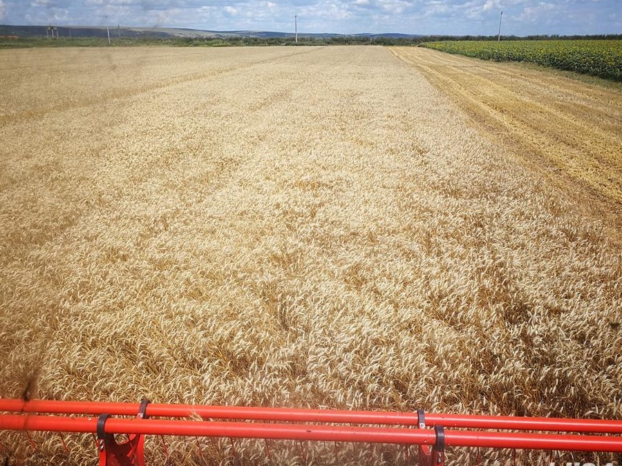 Inginer agronom preiau teren în arenda