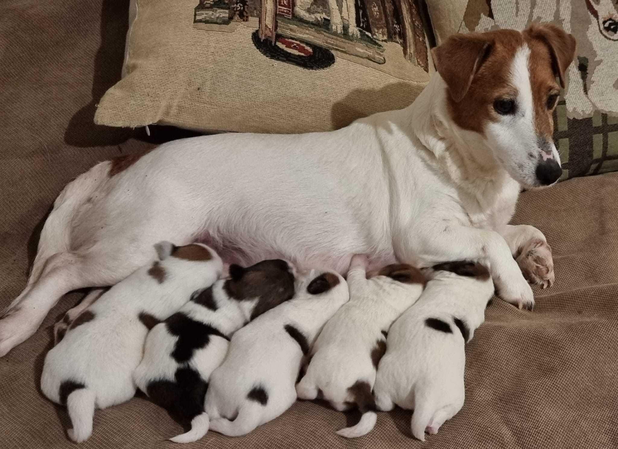 Jack Russel - Canisa Anagram Dog