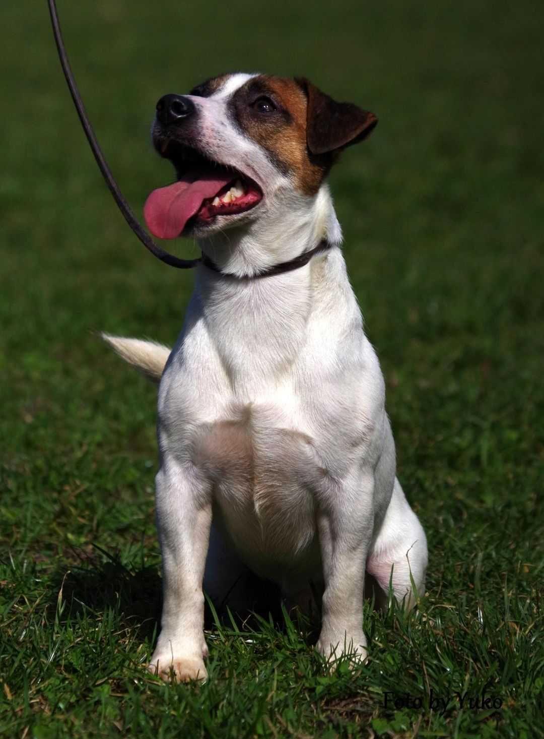 Jack Russel - Canisa Anagram Dog