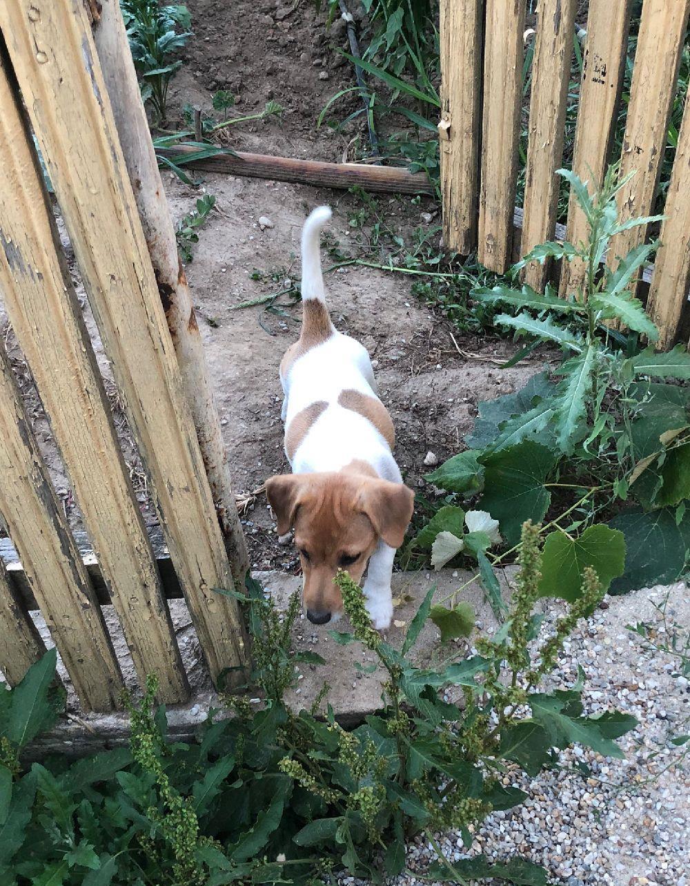 Jack Russel Terrier