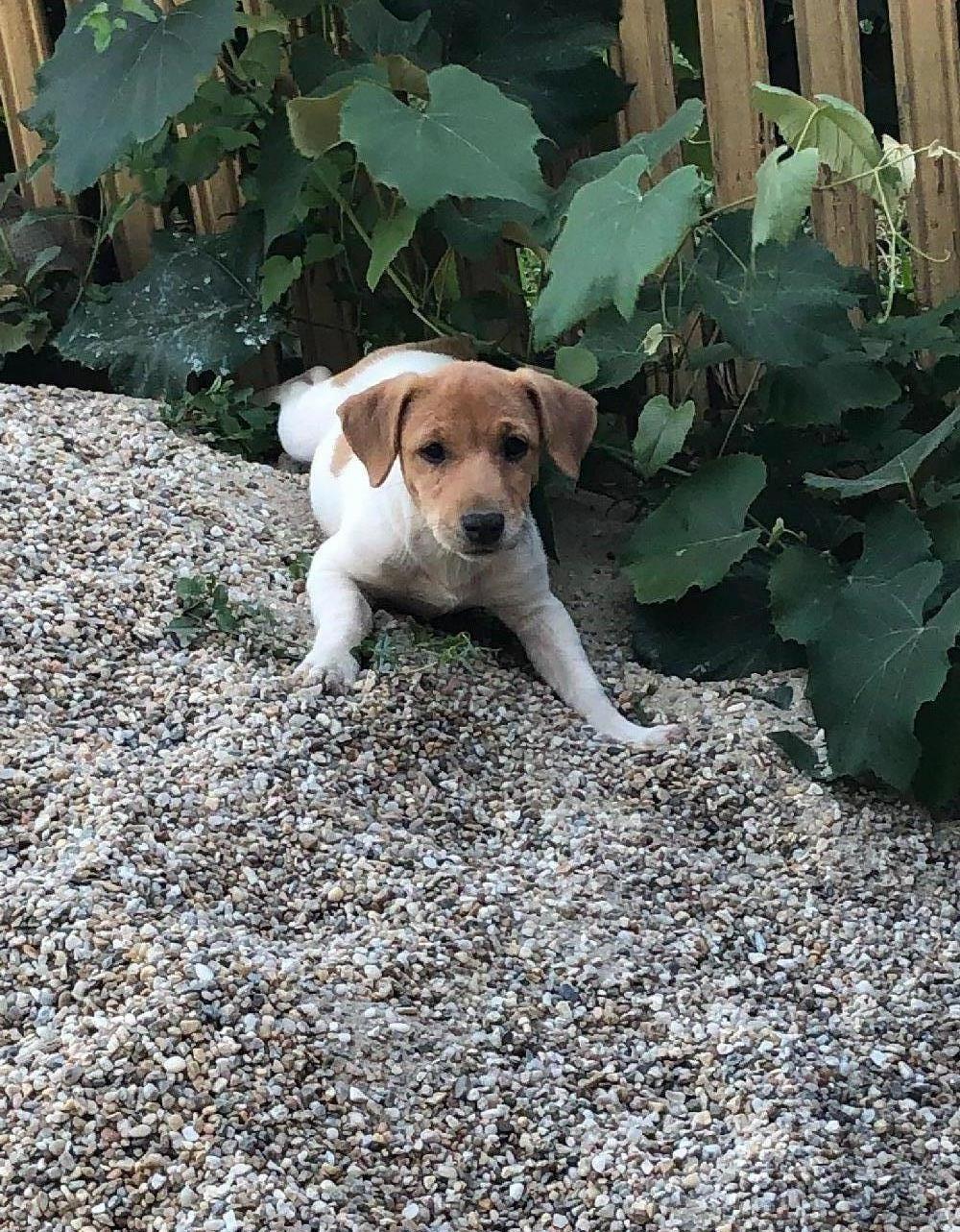 Jack Russel Terrier