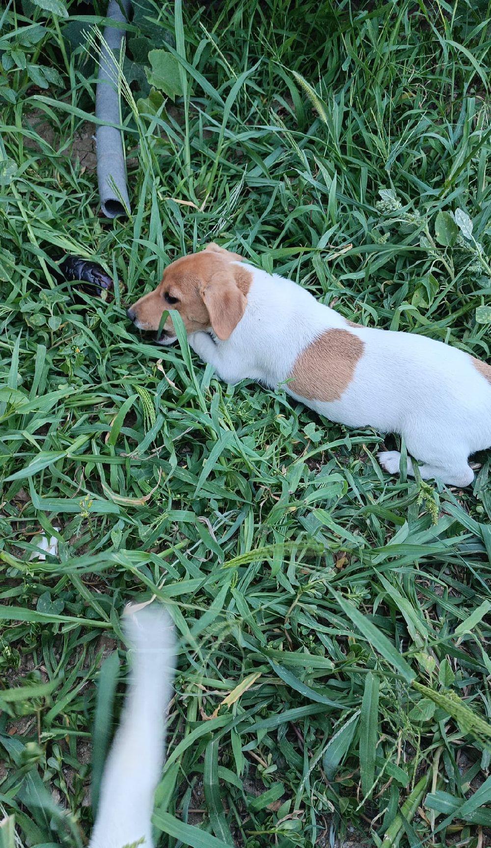 Jack Russel Terrier