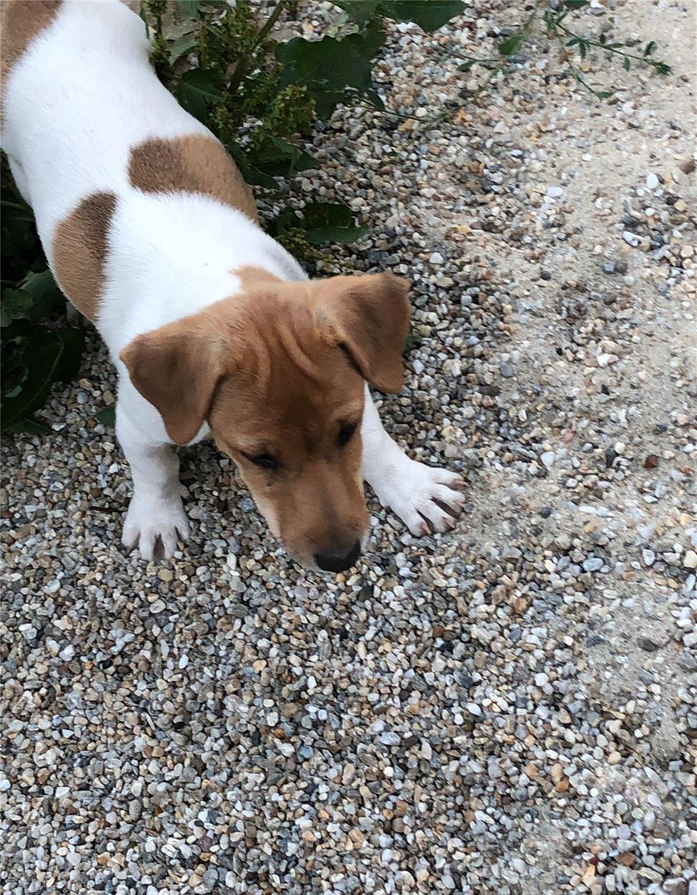 Jack Russel Terrier