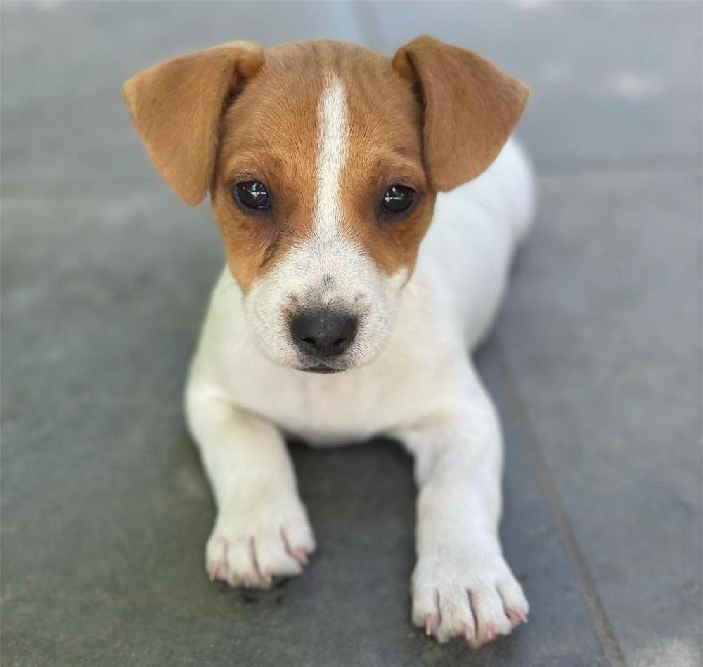 Jack Russl Terrier - factura fiscala - siguranta achizitiei - predare personala