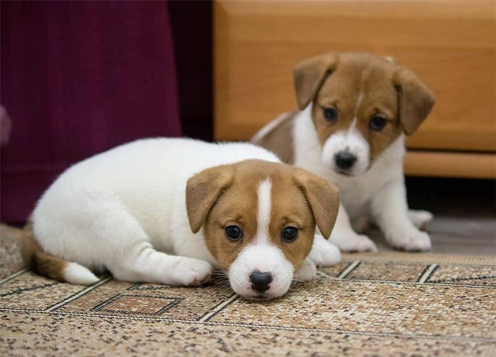 Jack Russl Terrier - factura fiscala - siguranta achizitiei - predare personala