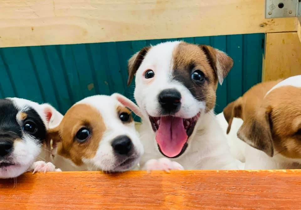 Jack Russl Terrier - factura fiscala - siguranta achizitiei - predare personala