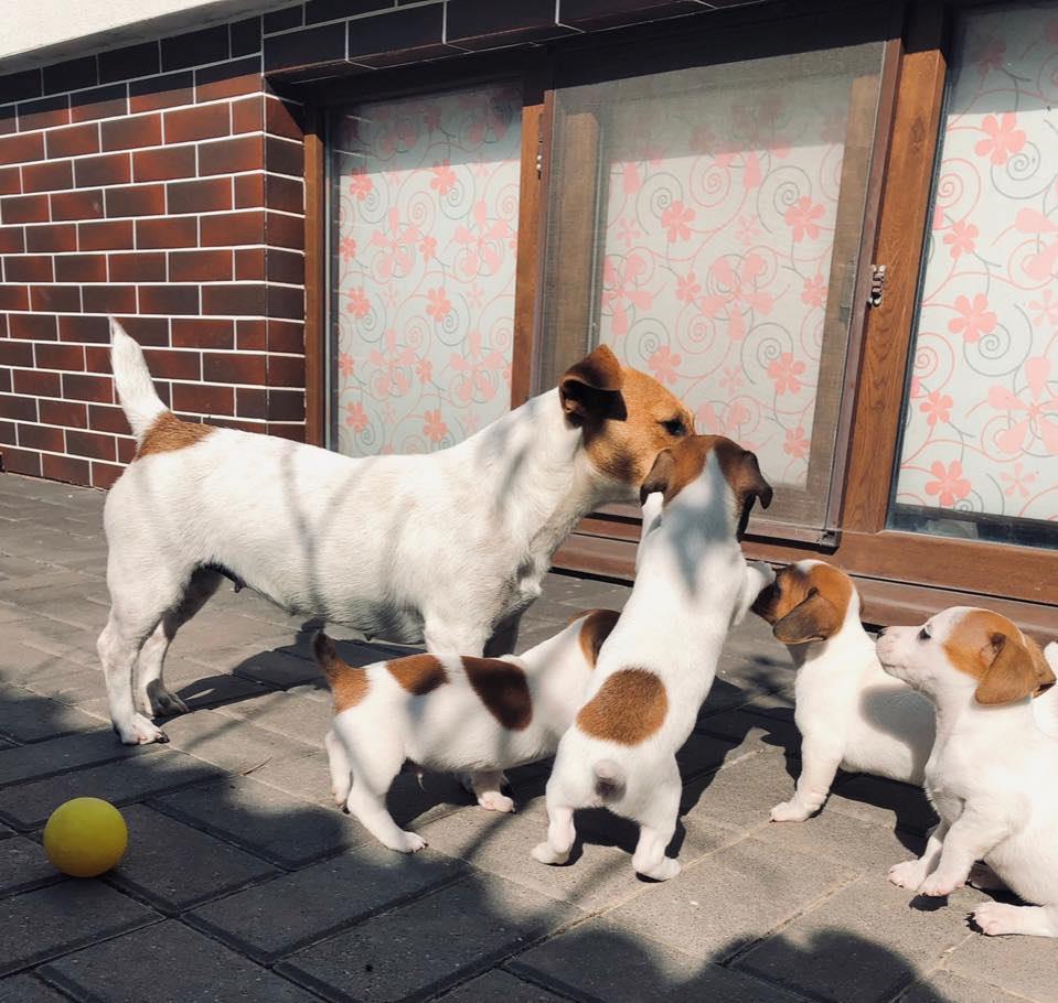 Jack Russl Terrier - factura fiscala - siguranta achizitiei - predare personala