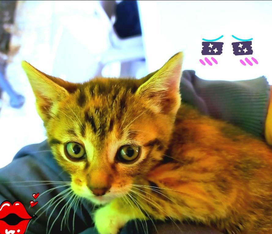 Joitii pui pisica adoptie
