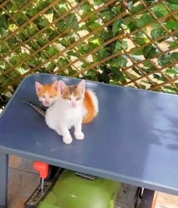 Joitii pui pisica adoptie