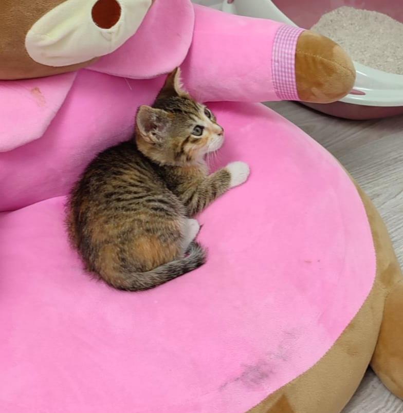 Joitii pui pisica adoptie