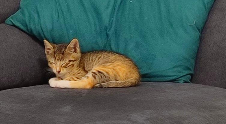 Joitii pui pisica adoptie