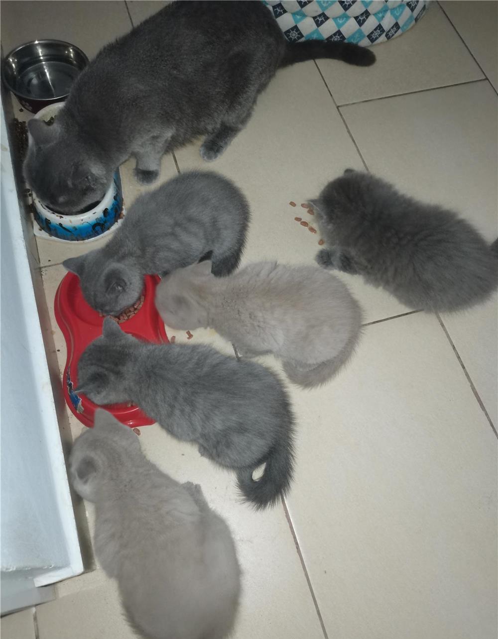 Jumătate de preț. Noi plecam în concediu, puiuții pleacă la ei acasă