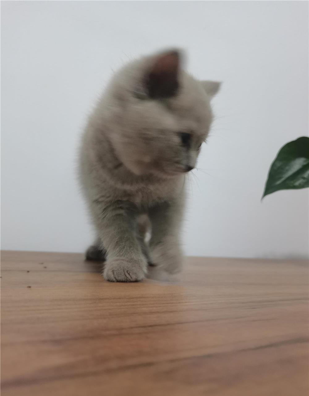 Jumătate de preț. Noi plecam în concediu, puiuții pleacă la ei acasă
