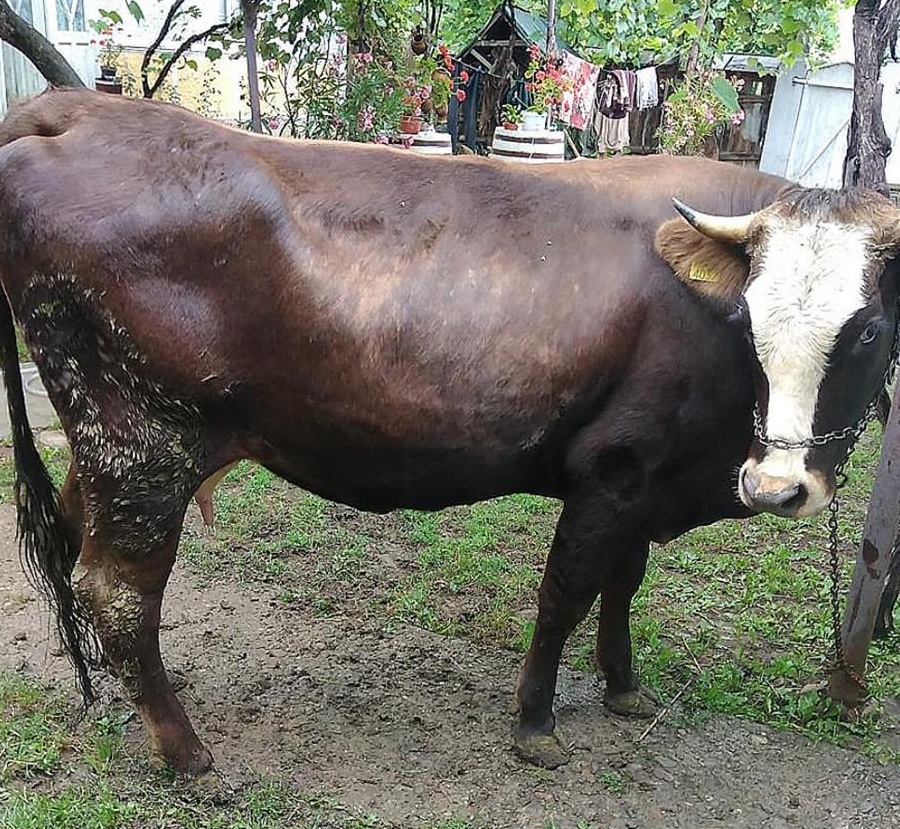 Juncă de vânzare