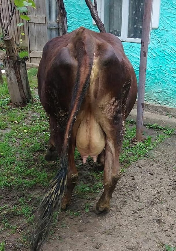 Juncă de vânzare