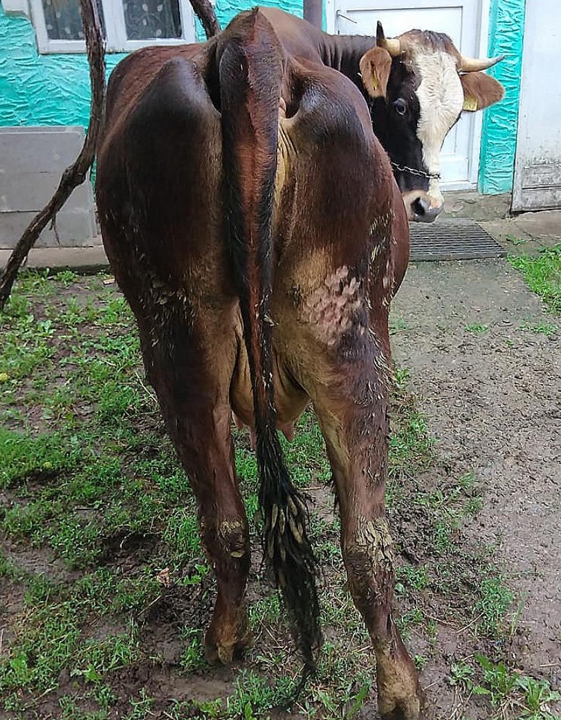 Juncă de vânzare