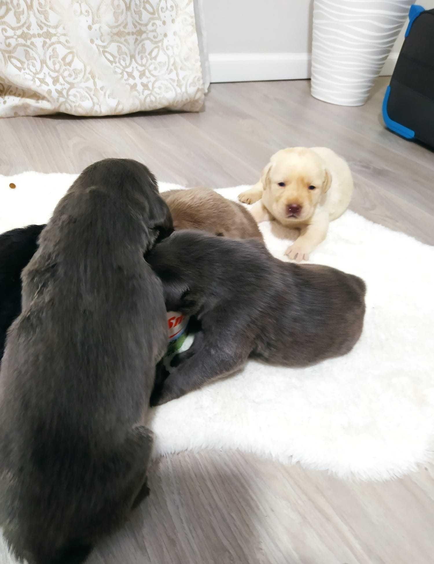 Labrador culori rare