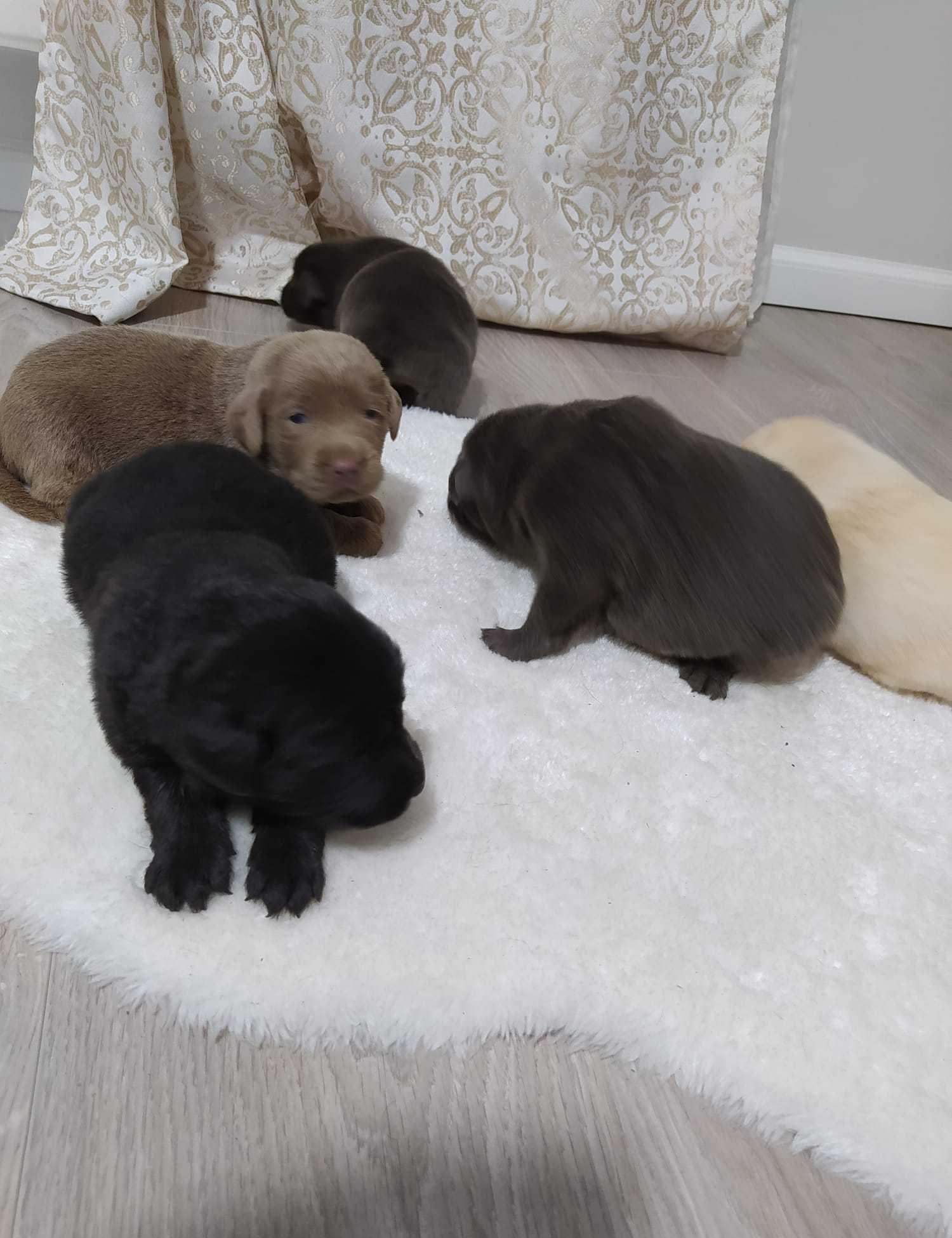 Labrador culori rare