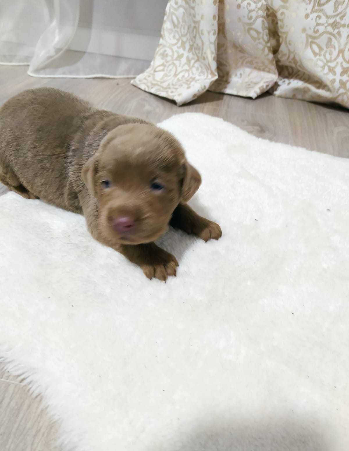 Labrador culori rare