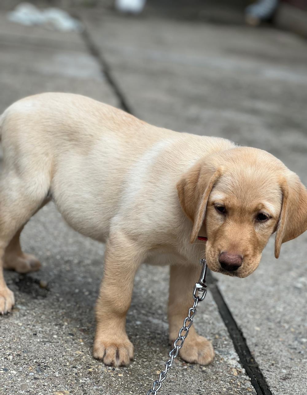labrador disponibil