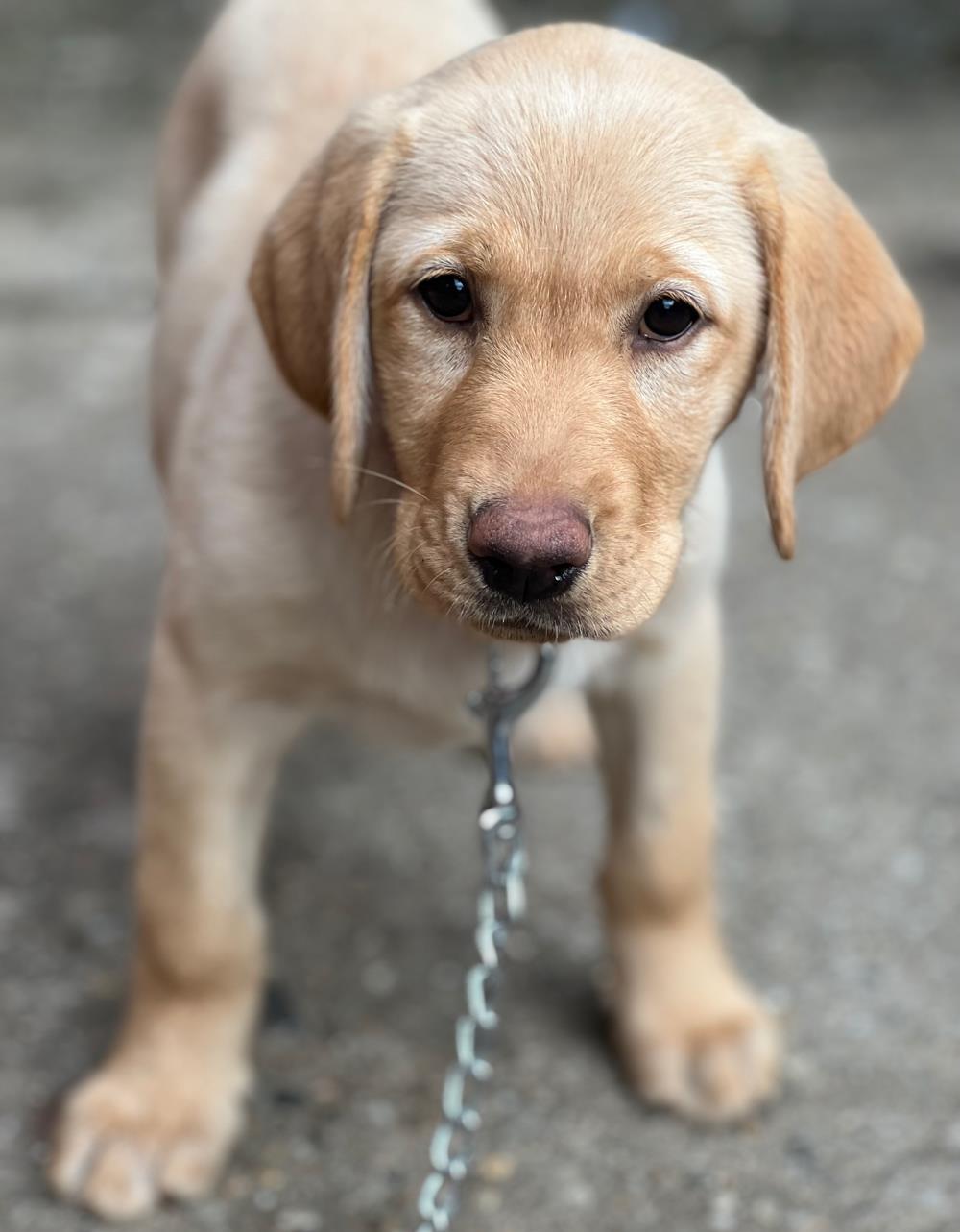 labrador disponibil