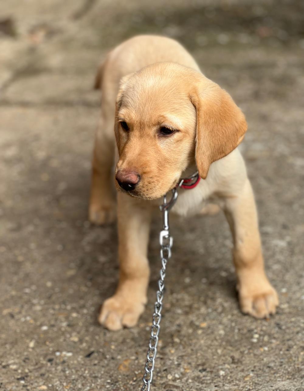 labrador disponibil
