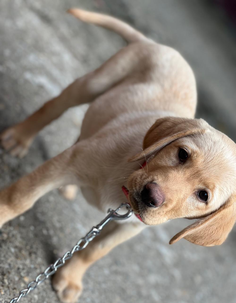 labrador disponibil