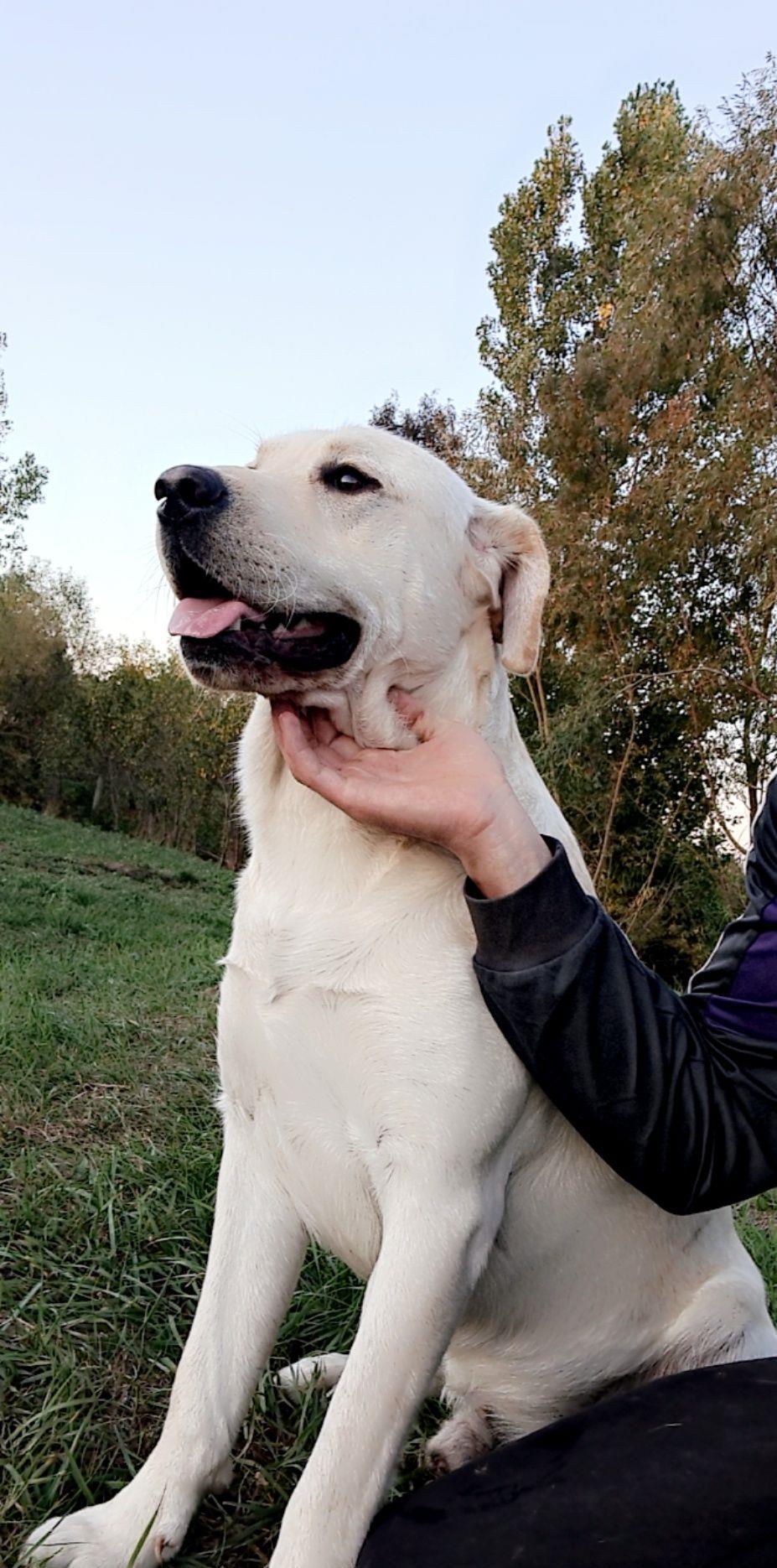 Labrador pentru monta