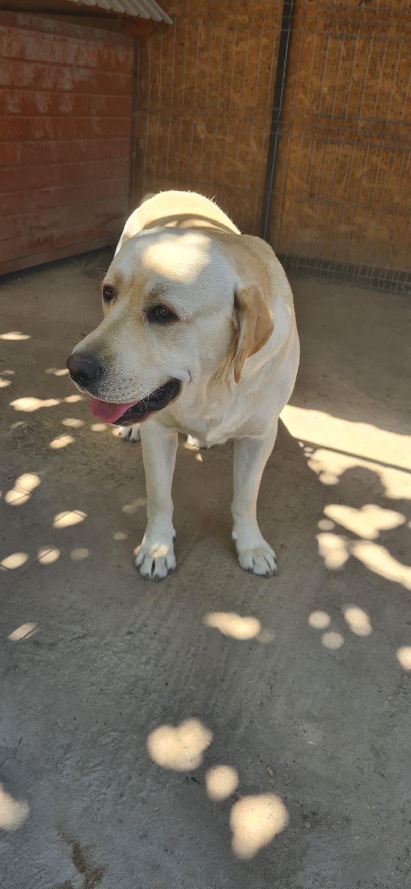 Labrador pentru monta