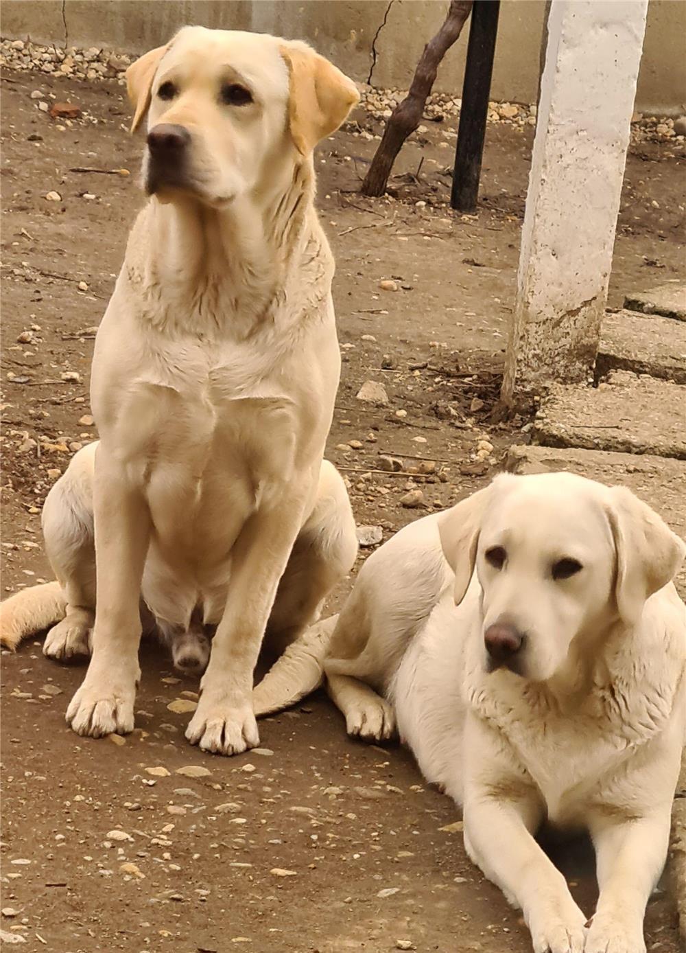Labrador pentru monta