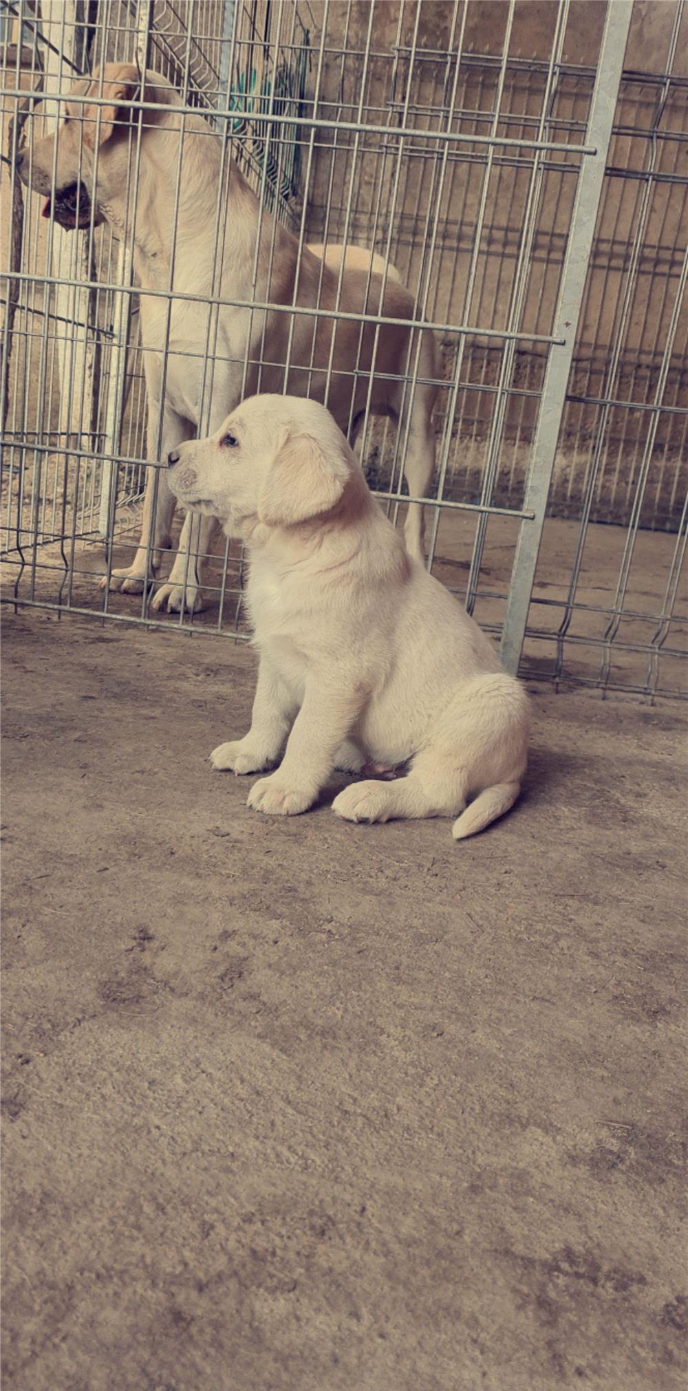 Labrador pentru monta